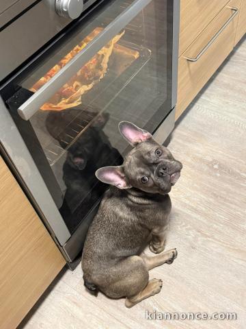 Magnifique chiot bouledogue français à donner 