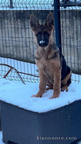 Chiot berger allemand lof mâle 