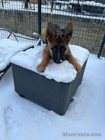 Magnifique chiot berger allemand 