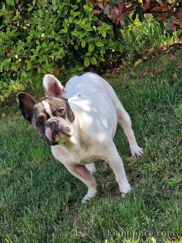 Adorable chiot bouledogue français 