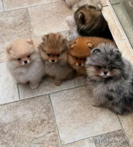 chiot spitz nain disponible pour adoption 