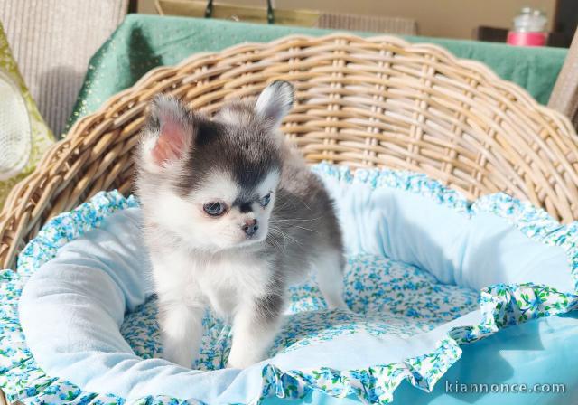 Bébé chiot chihuahua femelle a donner 