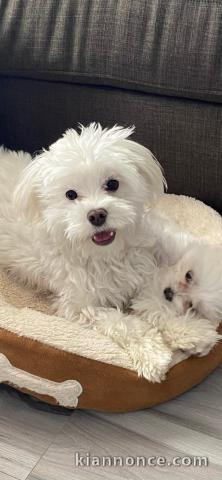 Chiot bichon frisé femelle a donner 