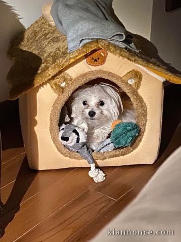 Chiot bichon maltais disponible pour adoption 
