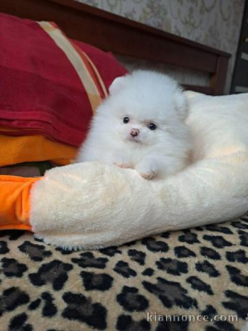 Adorable chiot spitz nain disponible de suite 