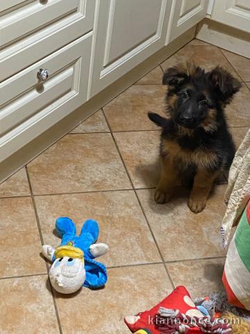 Chiot berger allemand disponible 