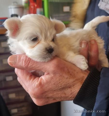 Je donne chiot bichon maltais 