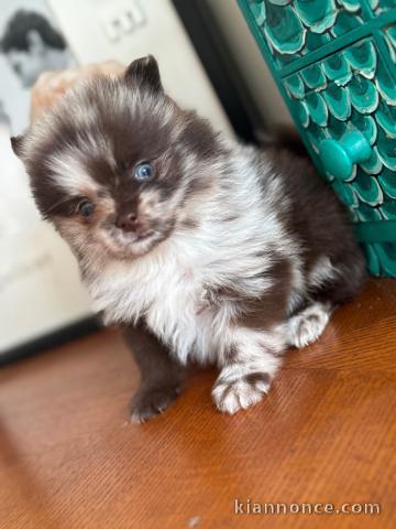 Magnifique chiot spitz nain Poméranie 
