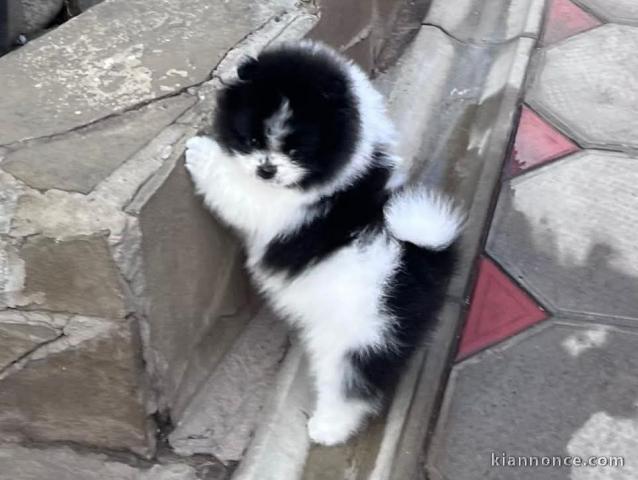 Dons chiot spitz nain disponible 