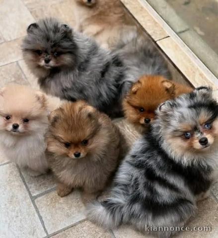 Dons chiot spitz nain disponible 