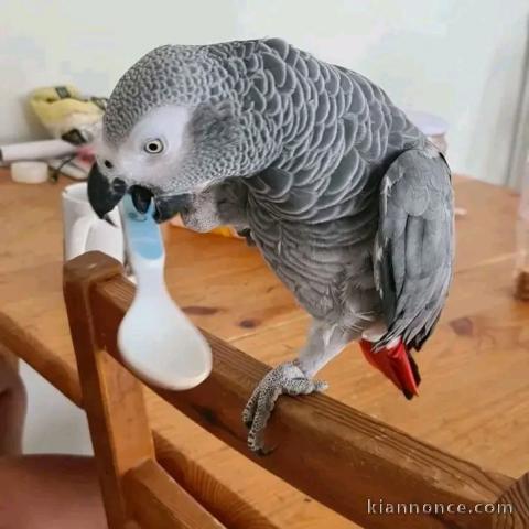 Perroquet gris du Gabon pour adoption 