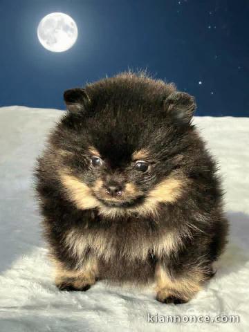 Bébé chiot spitz nain disponible 