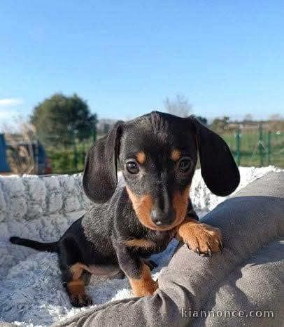 Adorable chiot teckel a donner 