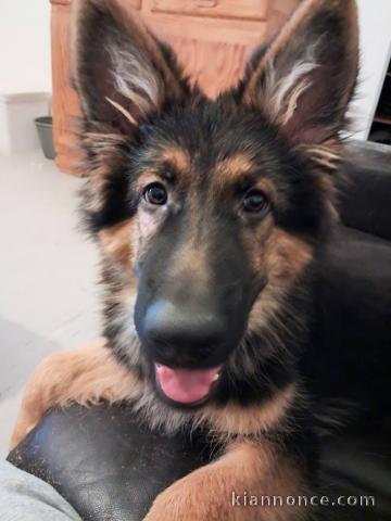 Bébé chiot berger allemand disponible 