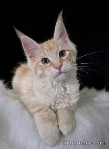 Chats Disponible à l\