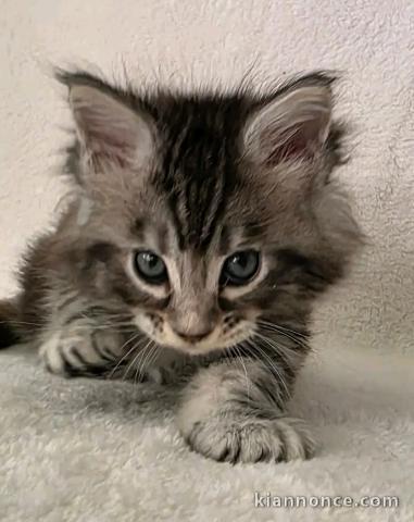 Chats Disponible à l\