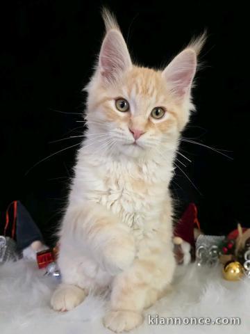 Chats Disponible à l\