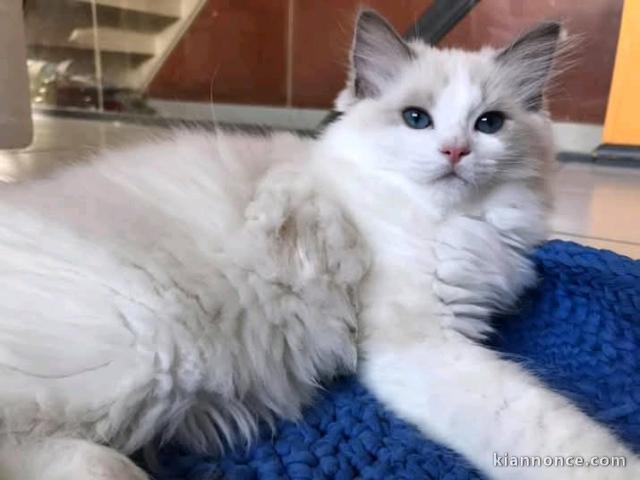 Chatons Ragdolls à vendre 