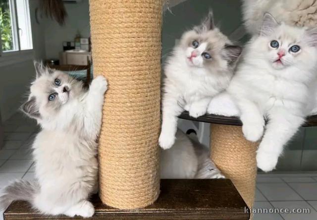 Chatons Ragdolls disponible à vendre 