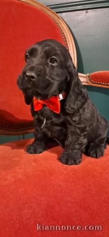 magnifique chiot cocker anglais disponible 