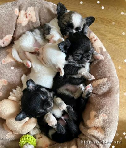 magnifique chiot chihuahua mâle et femelle a donner 