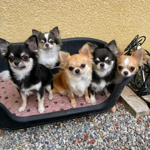 Dons chiot chihuahua disponible 