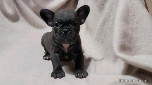 à adopter chiot bouledogue français 