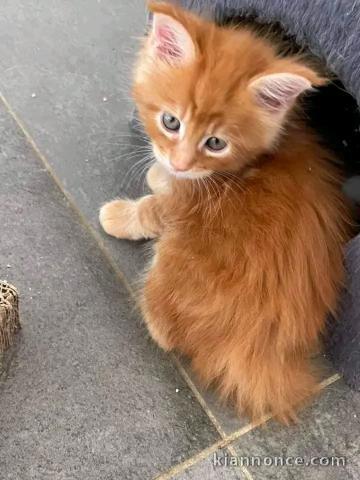 je donne mon chaton maine coon mâle 