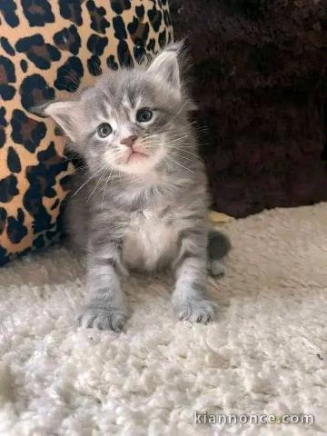 je donne mon chaton maine coon 