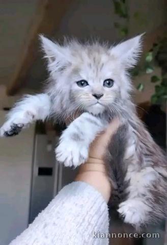 magnifique chaton maine coon 