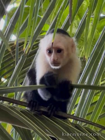 singe capucin mâle a donner 