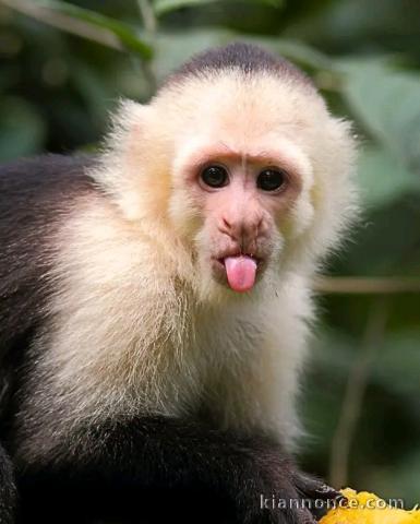 adorable singe 🐒 capucin femelle a donner 