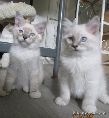 je donne  ragdoll femelle et mâle 