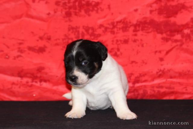 chiot jack ressel disponible pour adoption 
