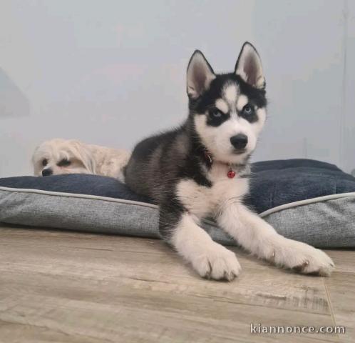 Chiot type husky sibérien mâle a donner 