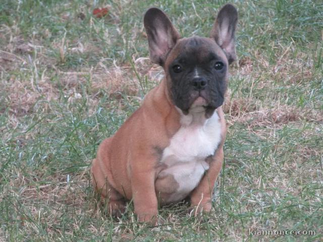 Chiot type Bouledogue Français mâle a donner 