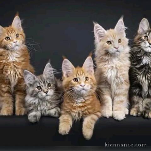 Dons chaton maine coon 