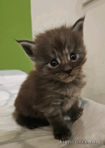 Je donne chaton Maine coon 