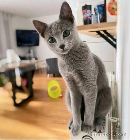 Magnifique chaton Bleu russe femelle pour adoption 