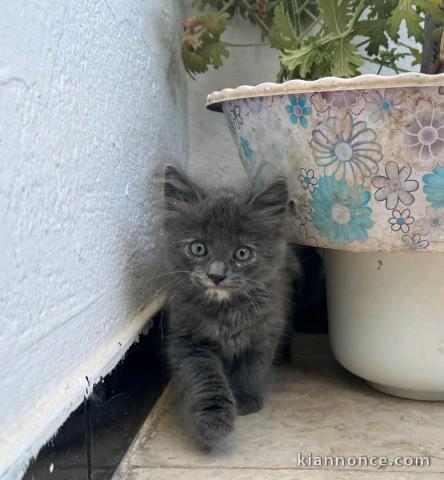 chaton type Bleu russe 
