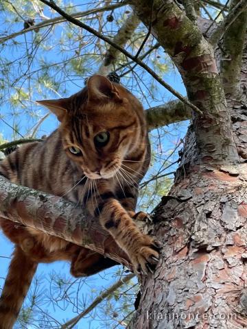 Je donne chaton Bengal disponible 