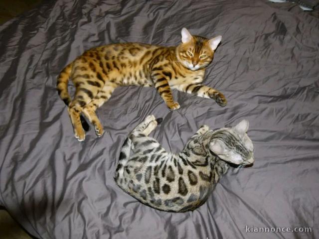 Adoption chaton Bengal 
