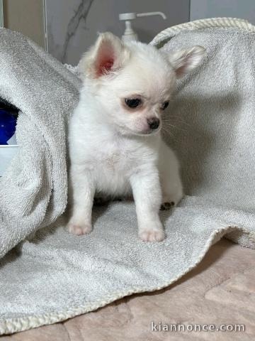 chiot chihuahua femelle a donner 