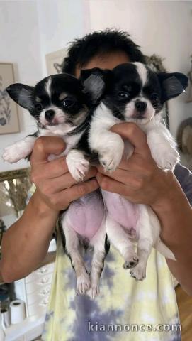 Dons chiot chihuahua femelle et mâle 