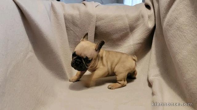 chiot bouledogue français à donner 