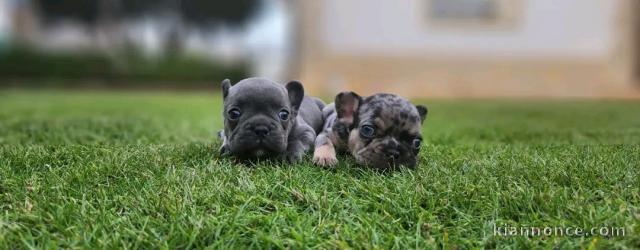 chiot bouledogue français à donner 