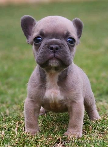chiot bouledogue français disponible 