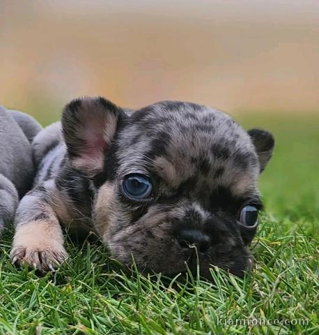 je donne chiot bouledogue français à donner 