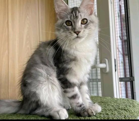 adorable chaton Maine coon femelle 