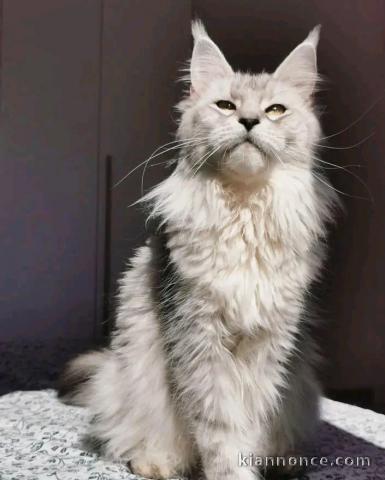 magnifique chaton maine coon mâle 